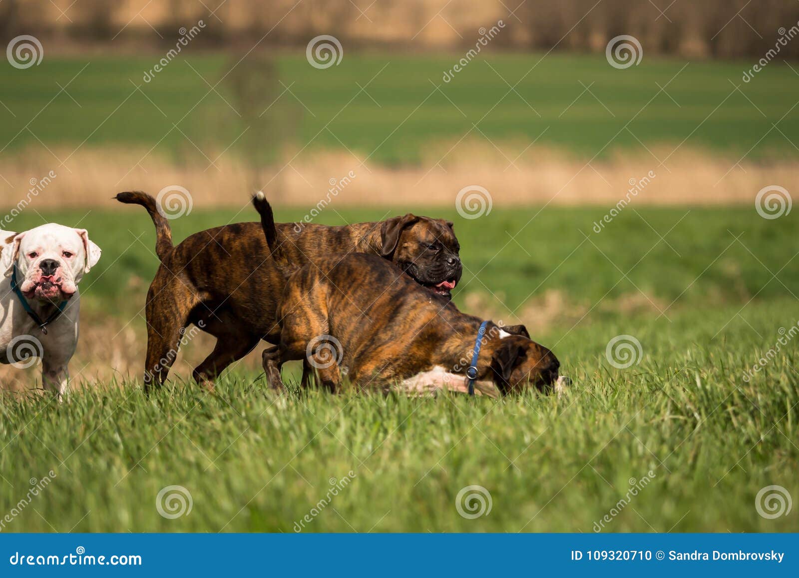 Boxers are Playing Outside in the Meadow Stock Photo Image of guard