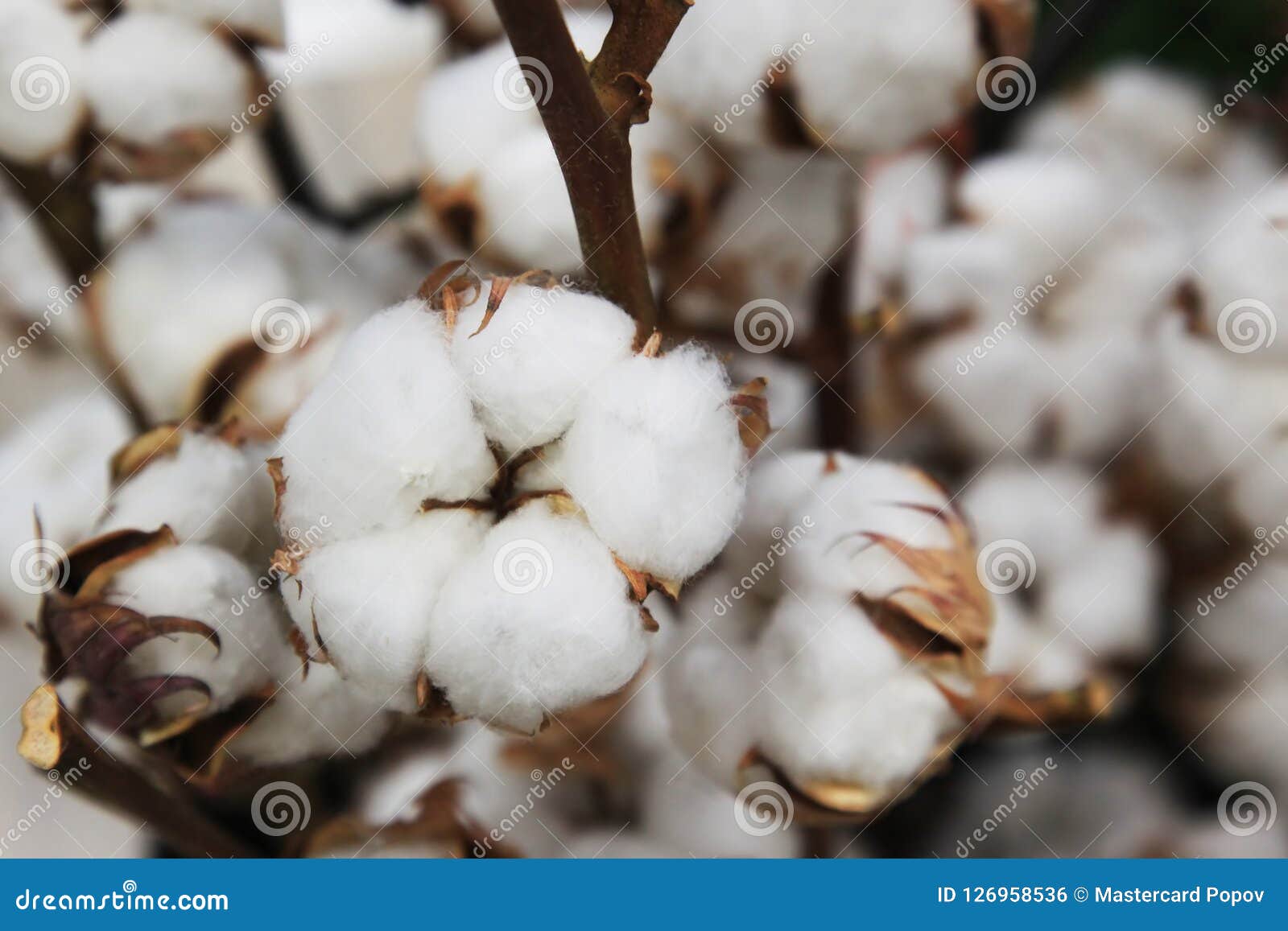 boxes of cotton on bushes