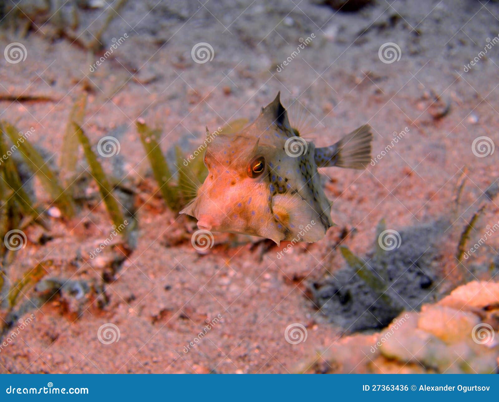 Boxfish stock photo. Image of water, organism, ecosystem 27363436