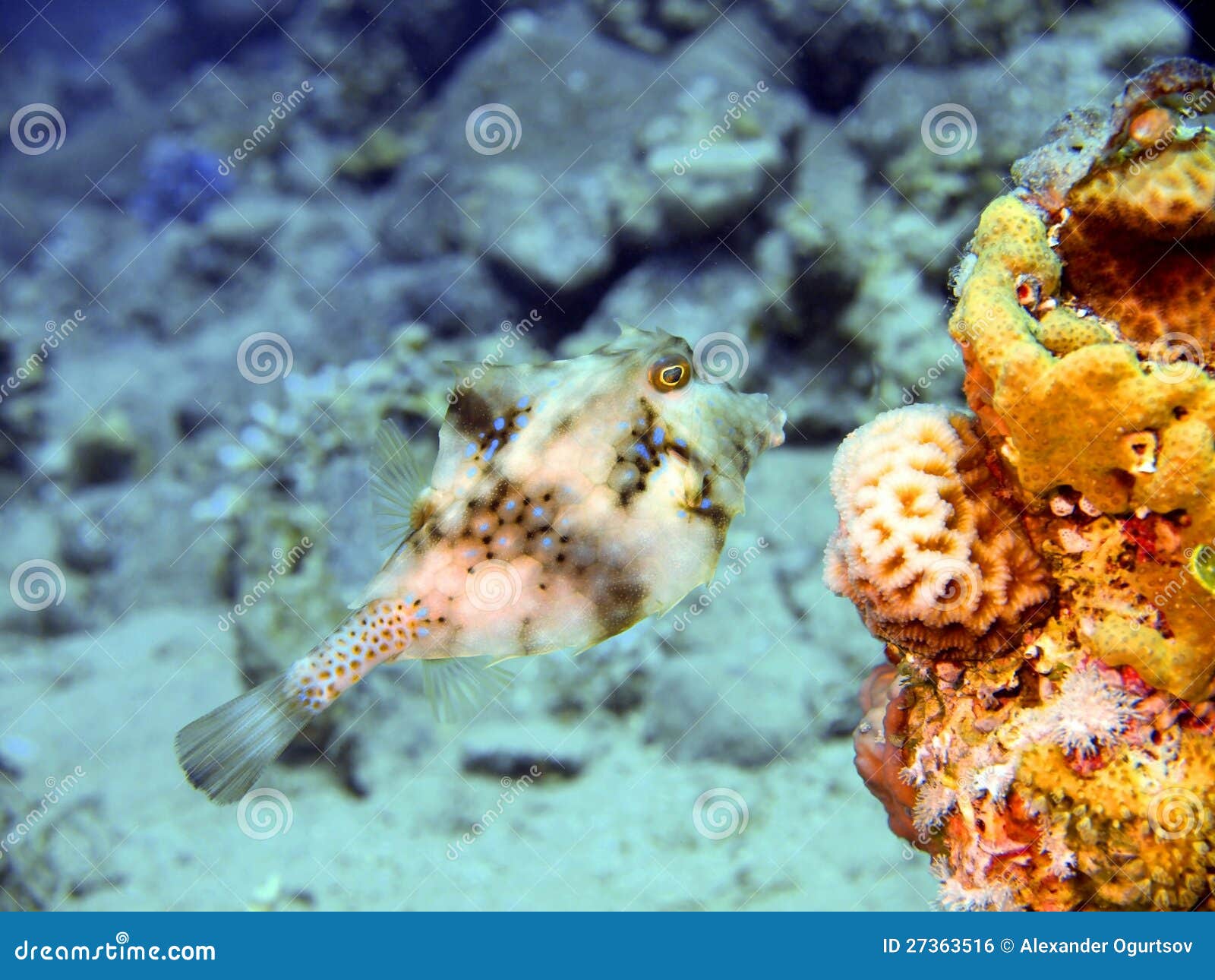 Boxfish stock photo. Image of reef, dive, nature, organism 27363516