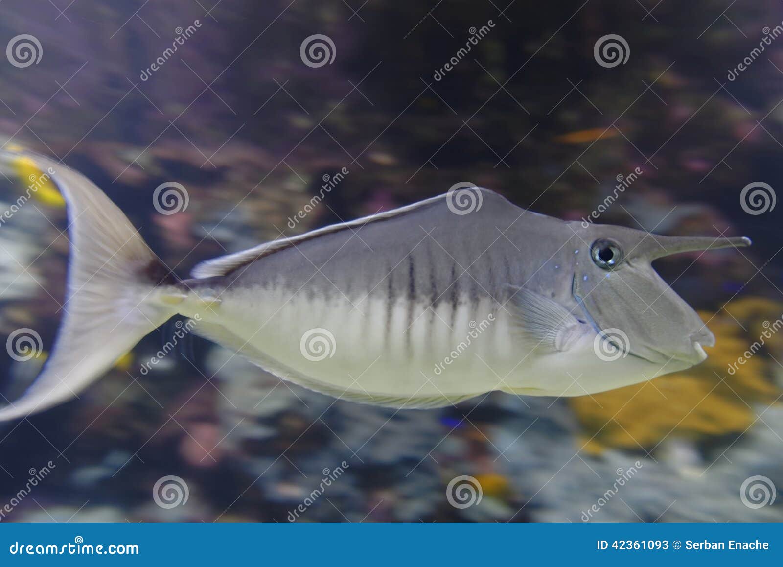 Boxfish in aquarium stock image. Image of bony, cofferfish 42361093