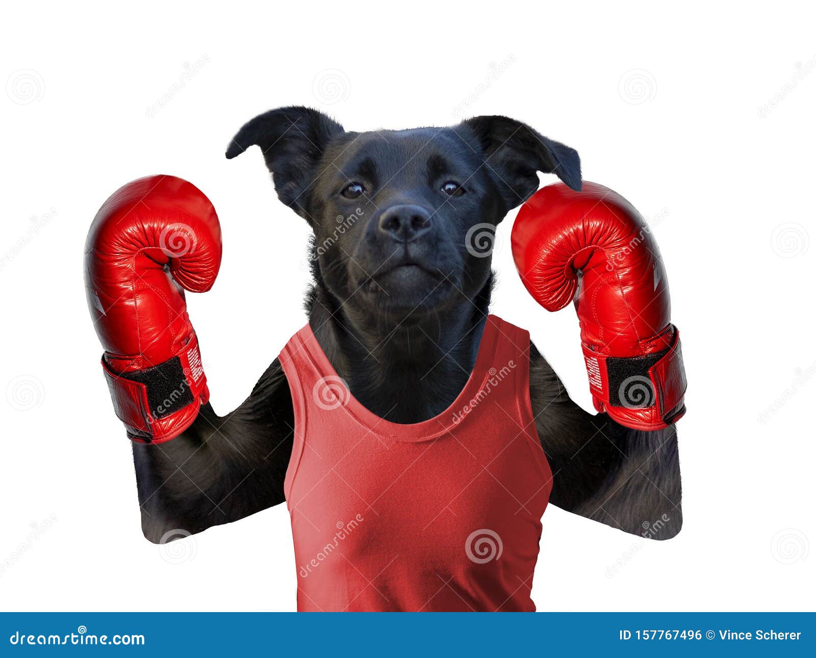 Boxing Dog On White Isolated Background In Boxing Glove