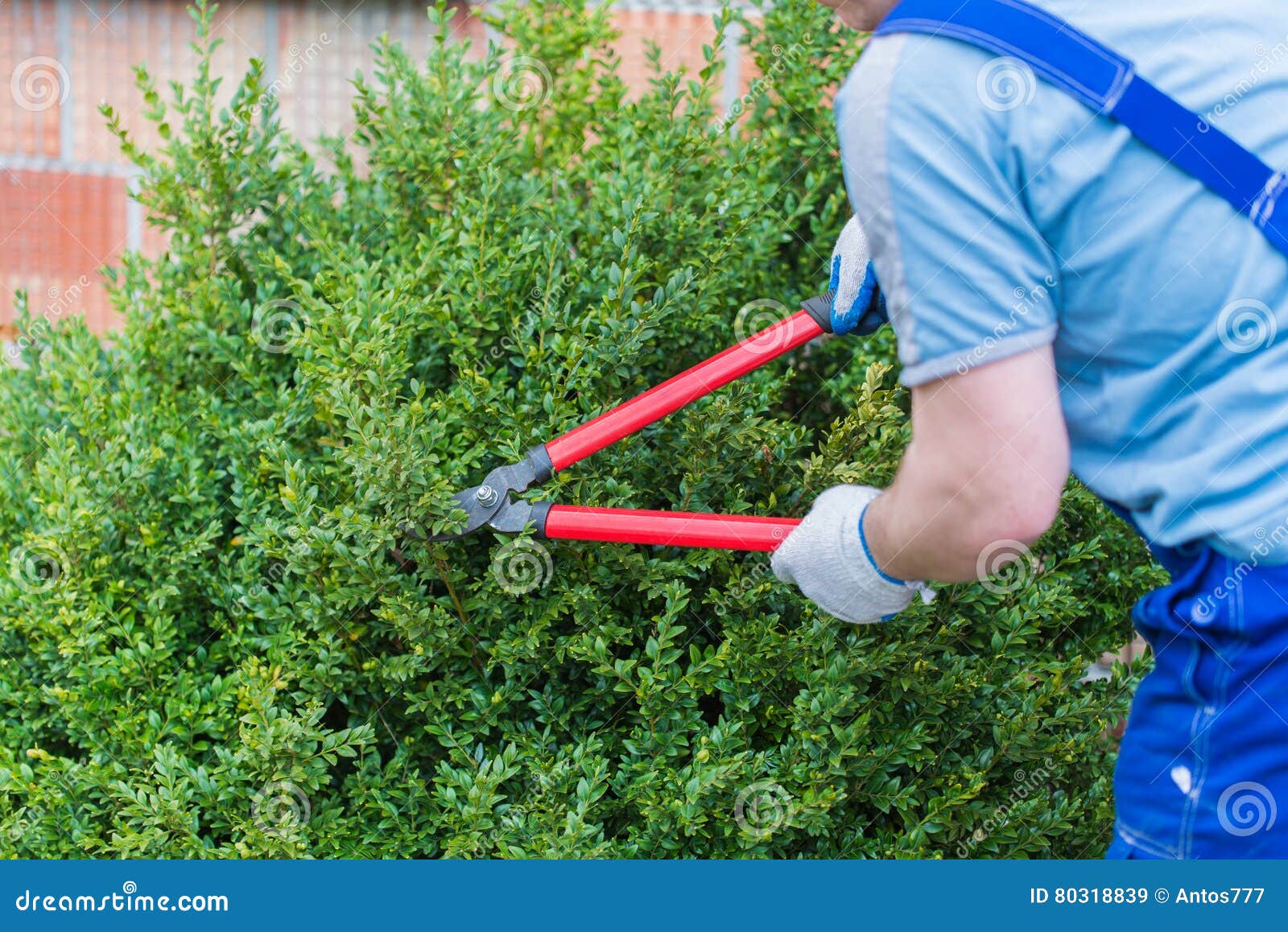 Trimmed Bush