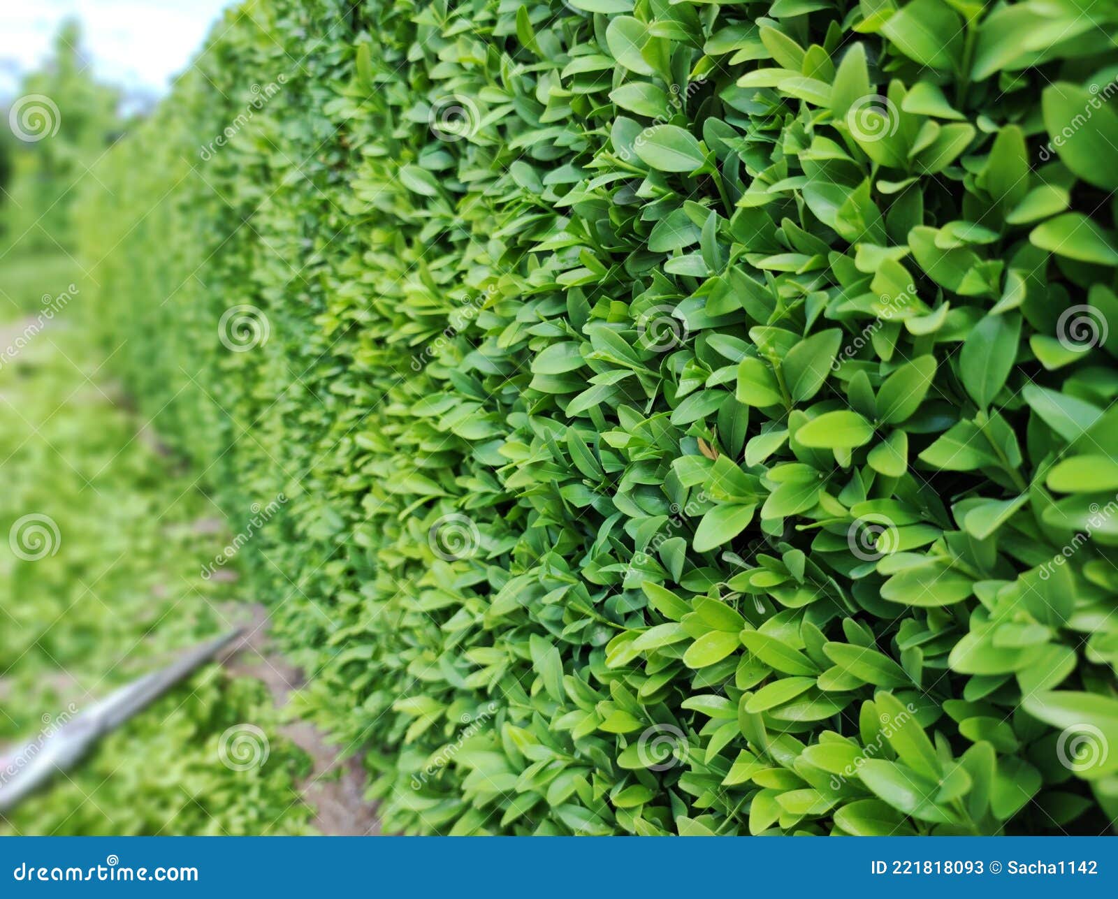 Boxwood куст зеленый листья куст текстура размытый фон. обрезка и обрезка боксвуда. Стоковое Изображение - изображение насчитывающей оборудование, изгородь: 221818093