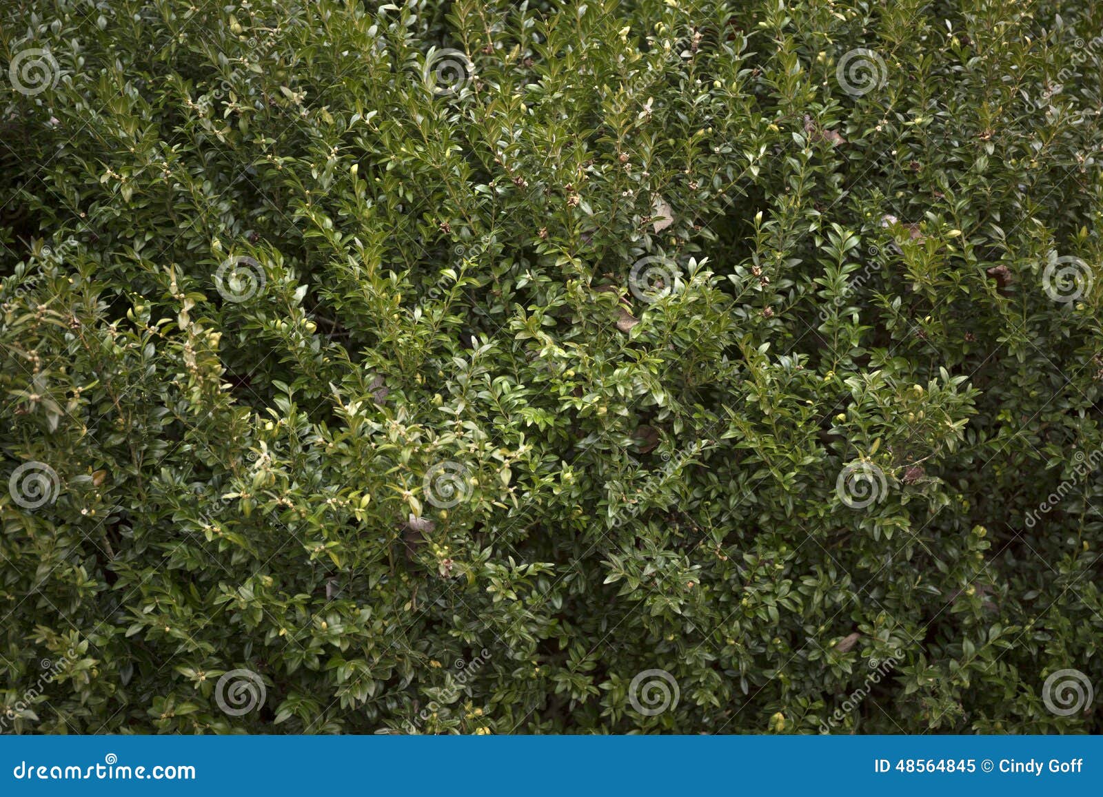 Boxwood background stock image. Image of lush, textured 48564845