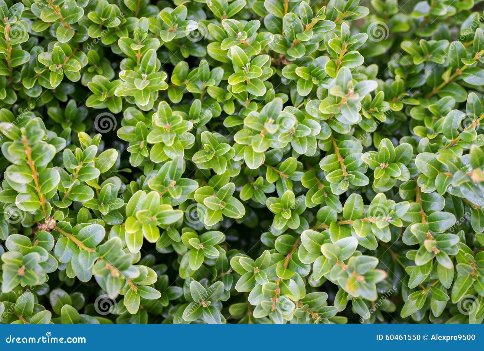Boxwood background stock photo. Image of green, decorative - 60461550