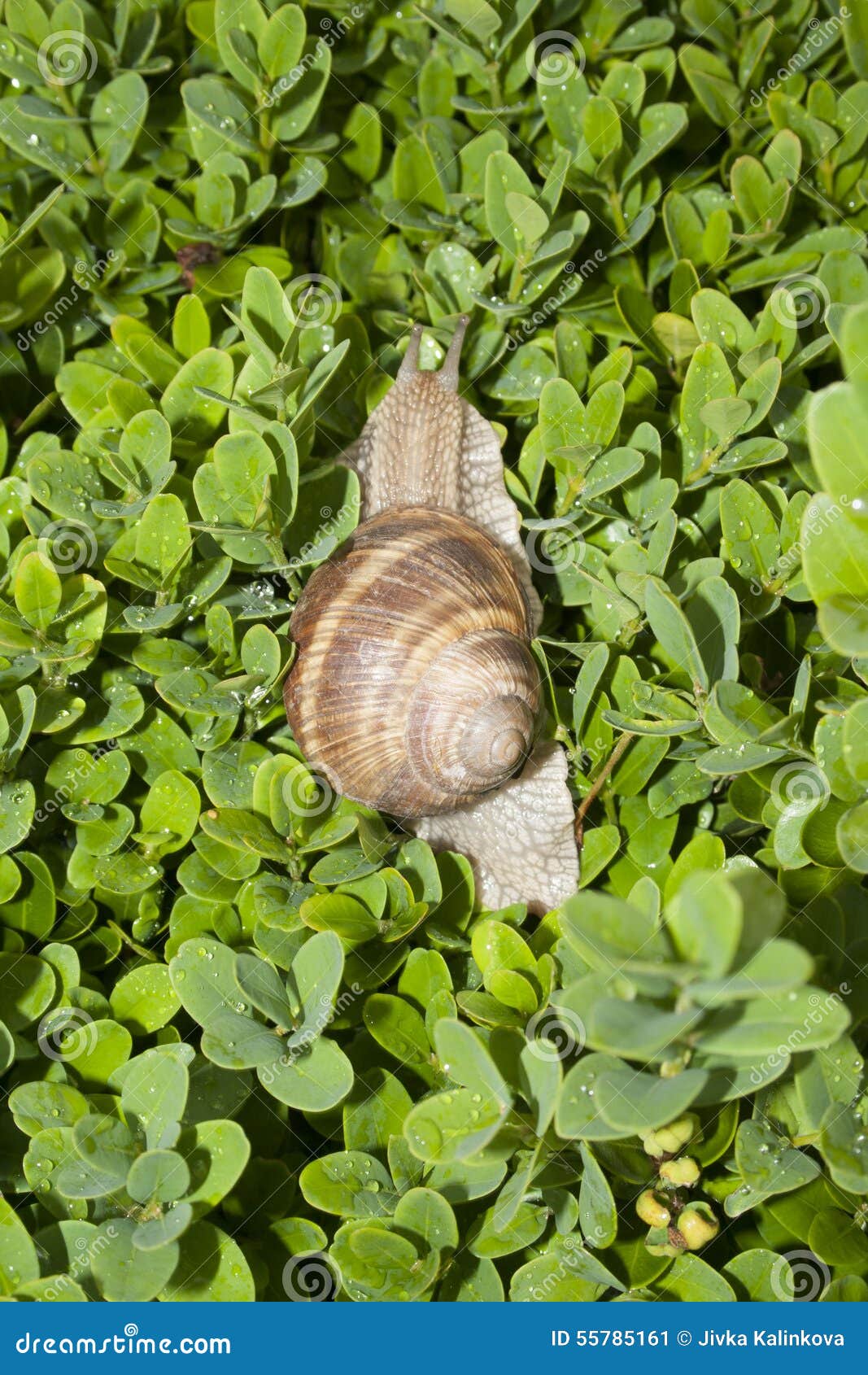Boxwood bush with a snail stock image. Image of botany 55785161