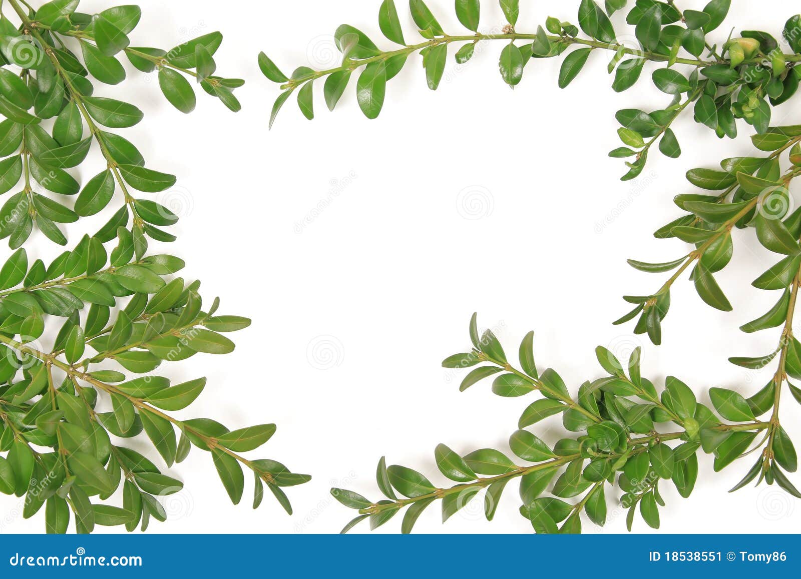Boxwood Frame Stock Image Image 18538551