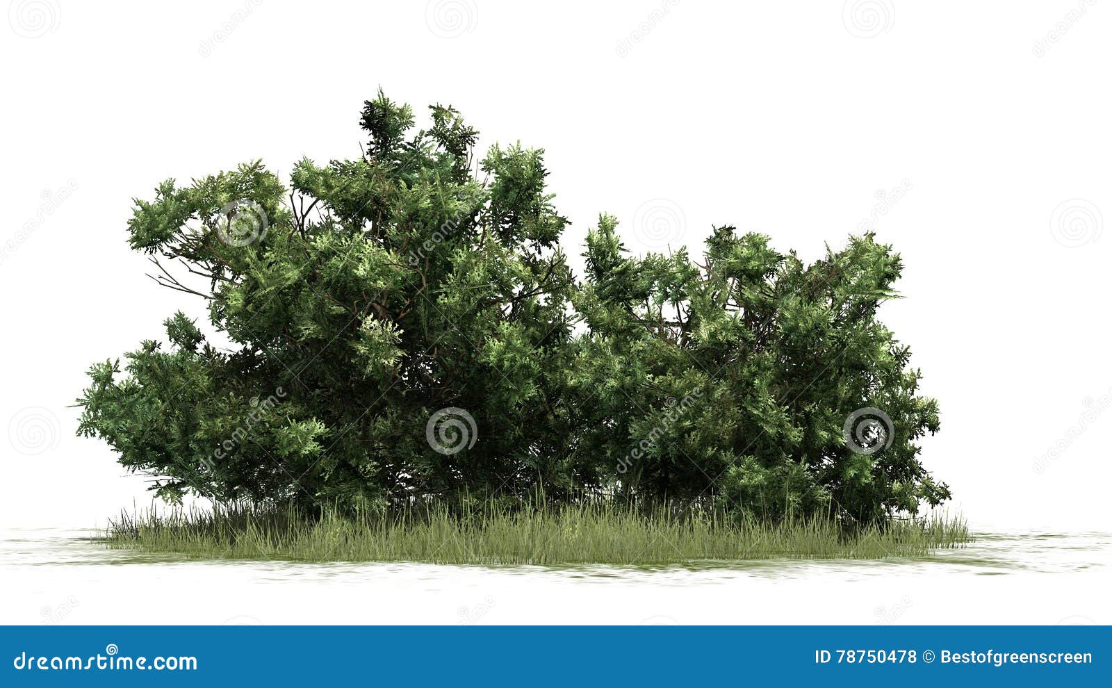 Boxwood - Isolated on White Background Stock Illustration
