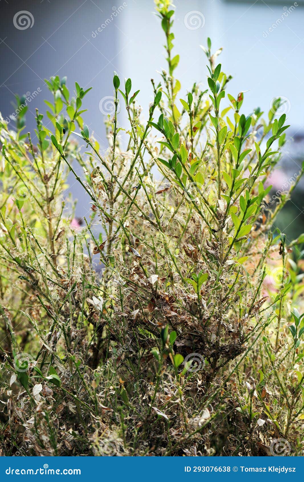 Boxwood Shrub Infested and Destroyed by Caterpillars of Box Tree Moth