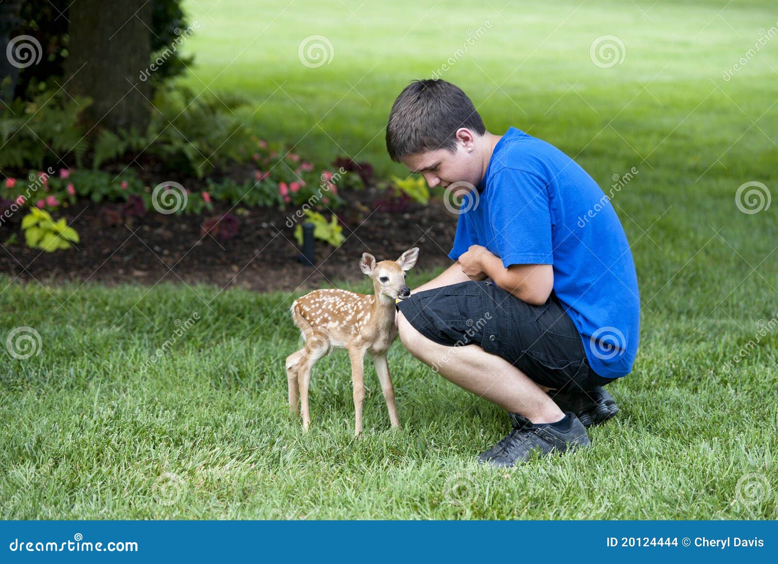 Boy With Baby Deer stock photo. Image of wildlife, male 20124444