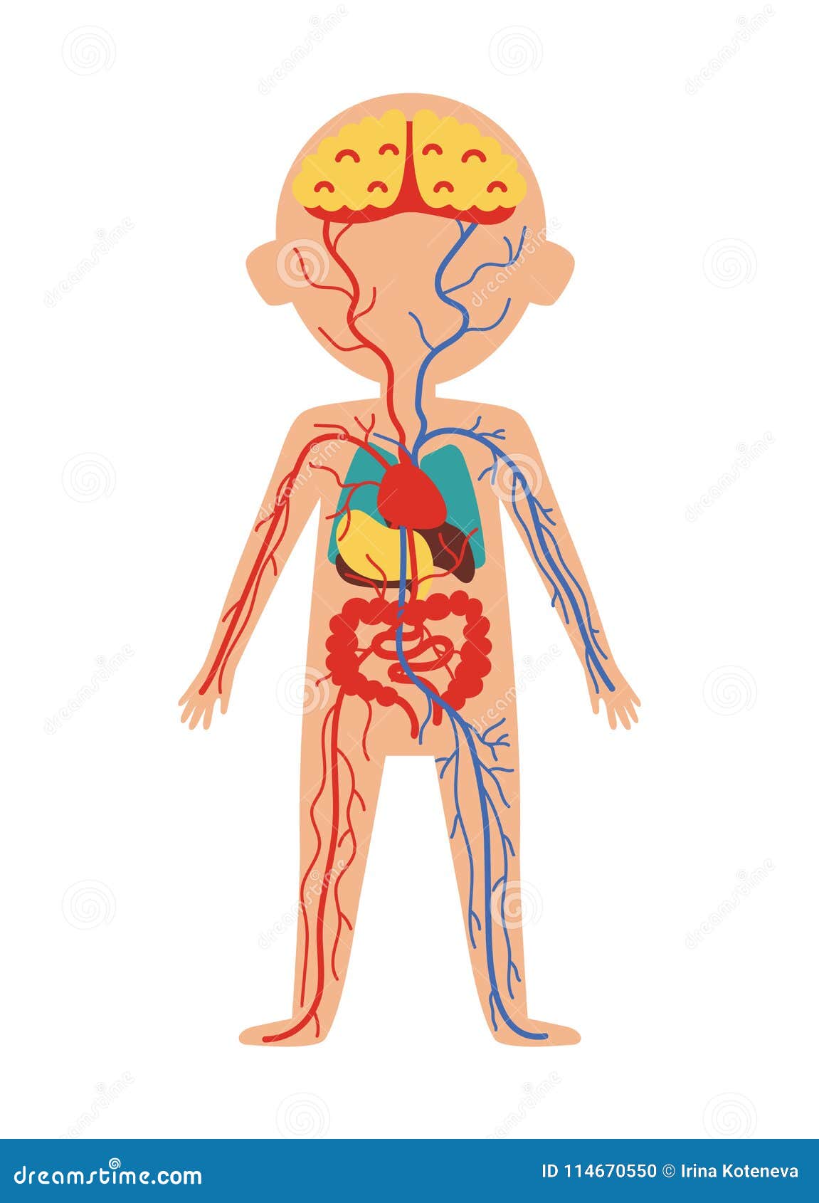 Human Anatomy Chart Organs