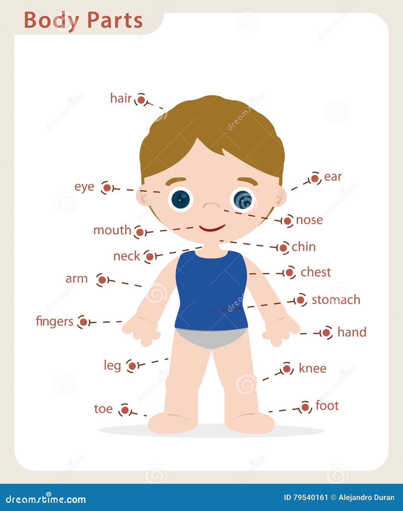 Boy Body Parts Diagram Poster Cartoon Vector | CartoonDealer.com #89757031