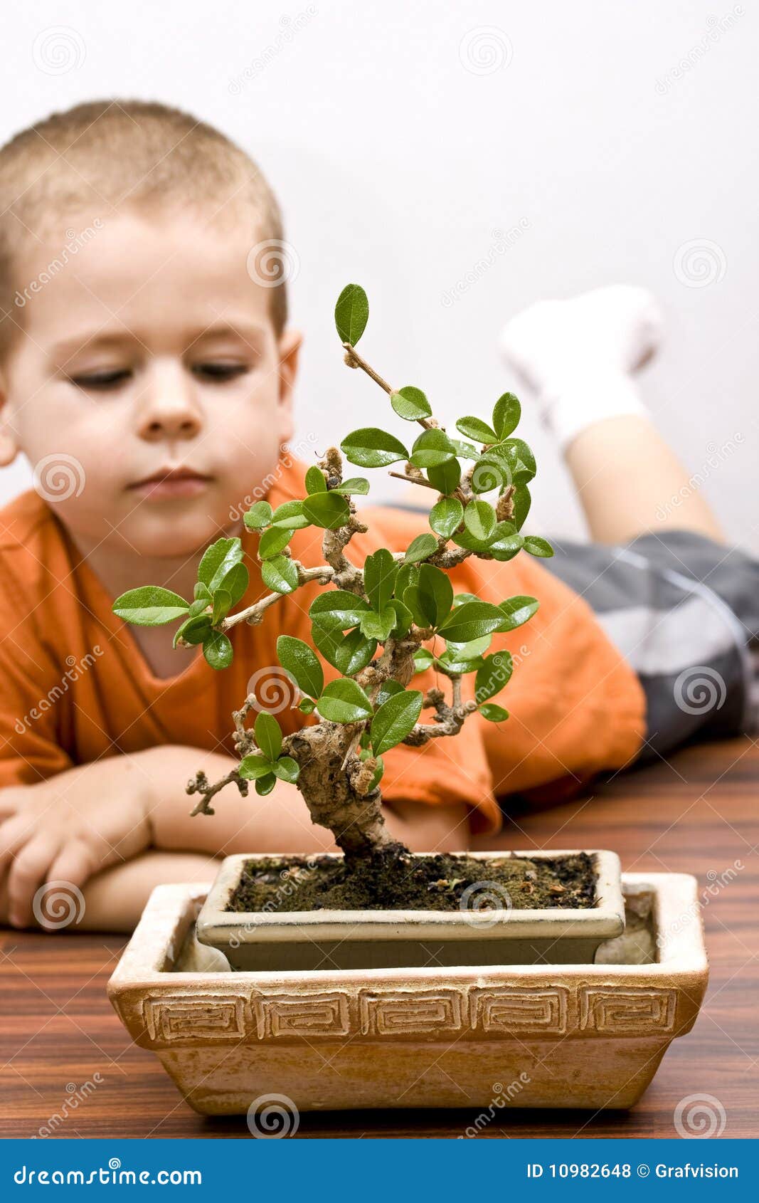 Boy and the bonsai stock photo. Image of little, casual 10982648