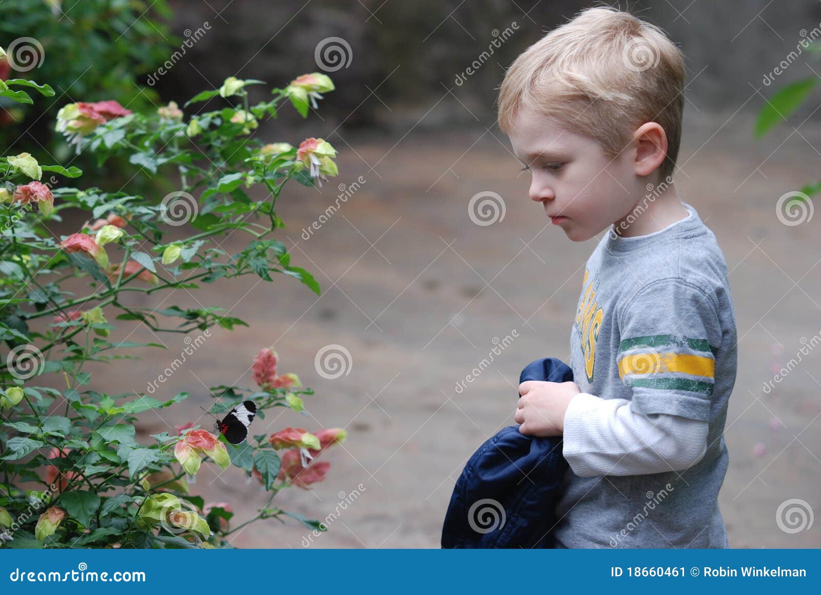 Boy And Butterfly Stock Image Image 18660461