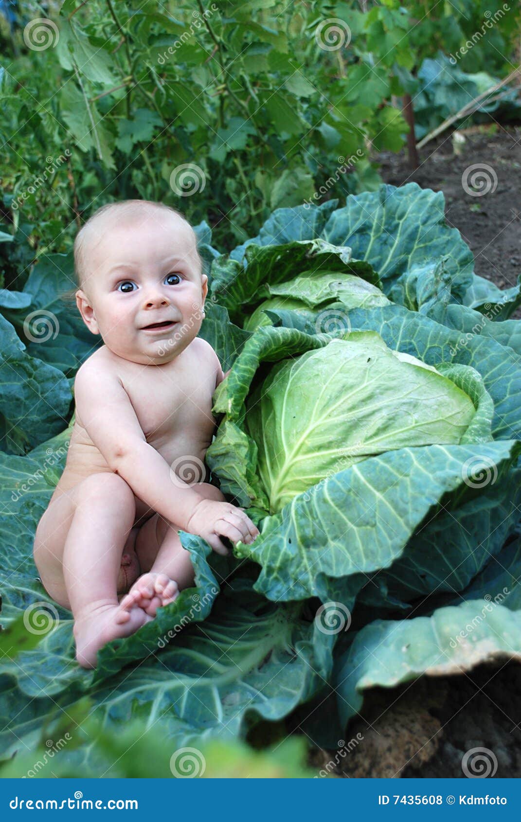 Boy in a cabbage stock photo. Image of look, large, grass 7435608