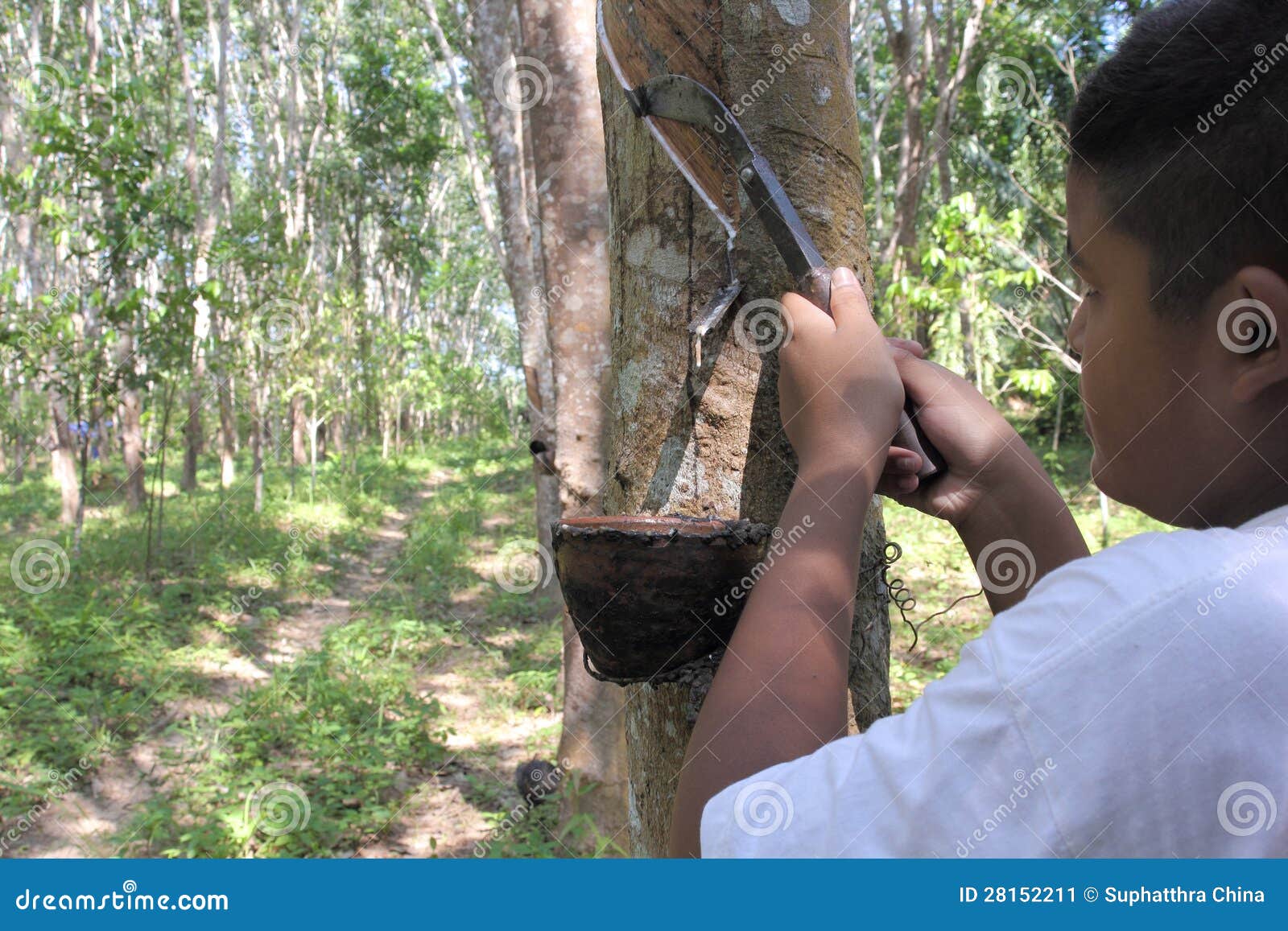 Boy cutting rubber tree stock image. Image of tree, latex 28152211