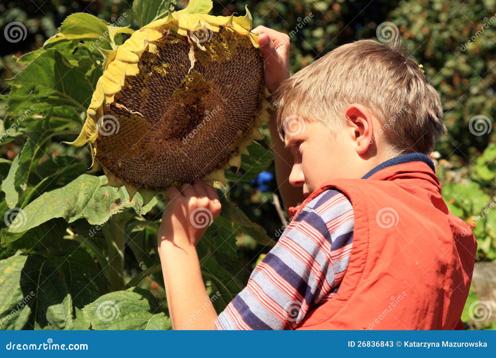 Boy eating sunflower seeds stock image. Image of agriculture 26836843