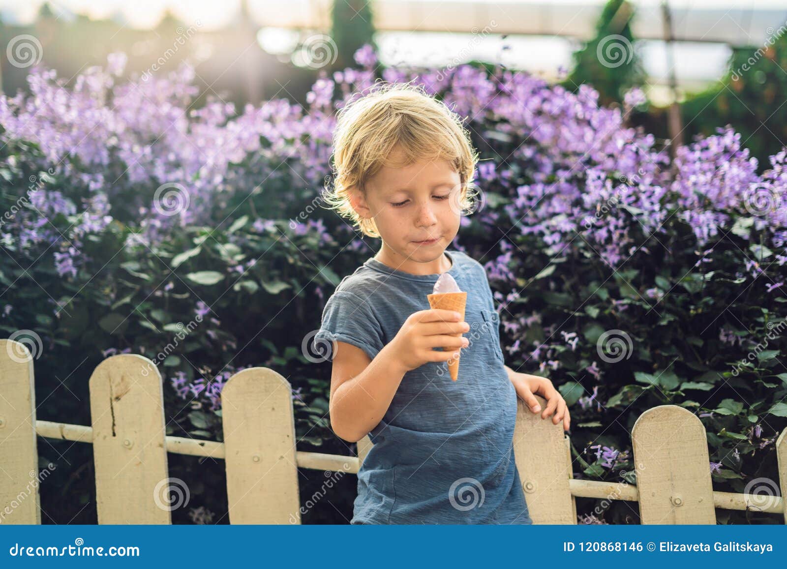 The Boy Eats Lavender Ice Cream on the Background of a Lavender Stock
