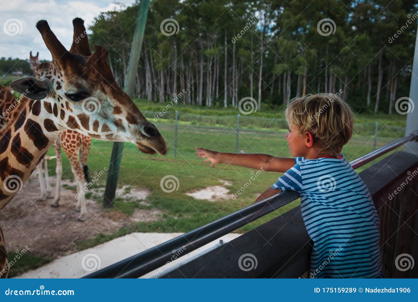 Boy Feeding Giraffes in Zoo or on Safari Trip Stock Image - Image of