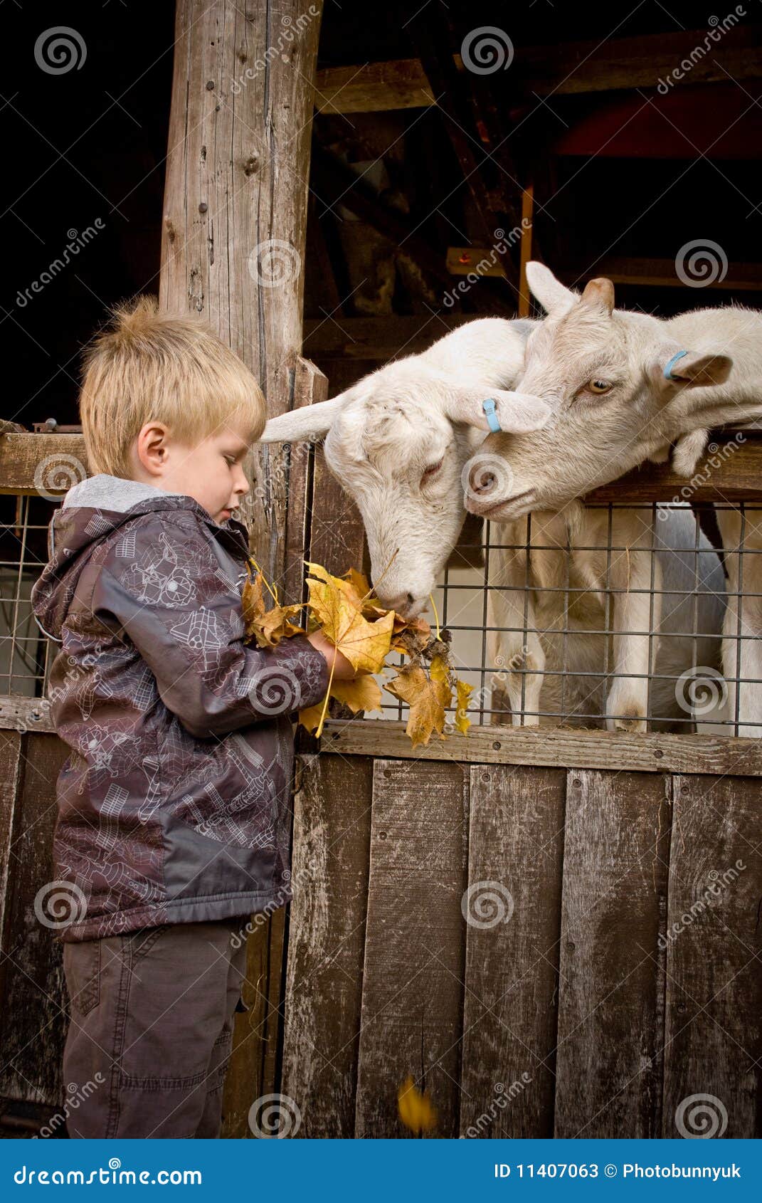 Boy feeding goats. stock image. Image of rural, maple 11407063