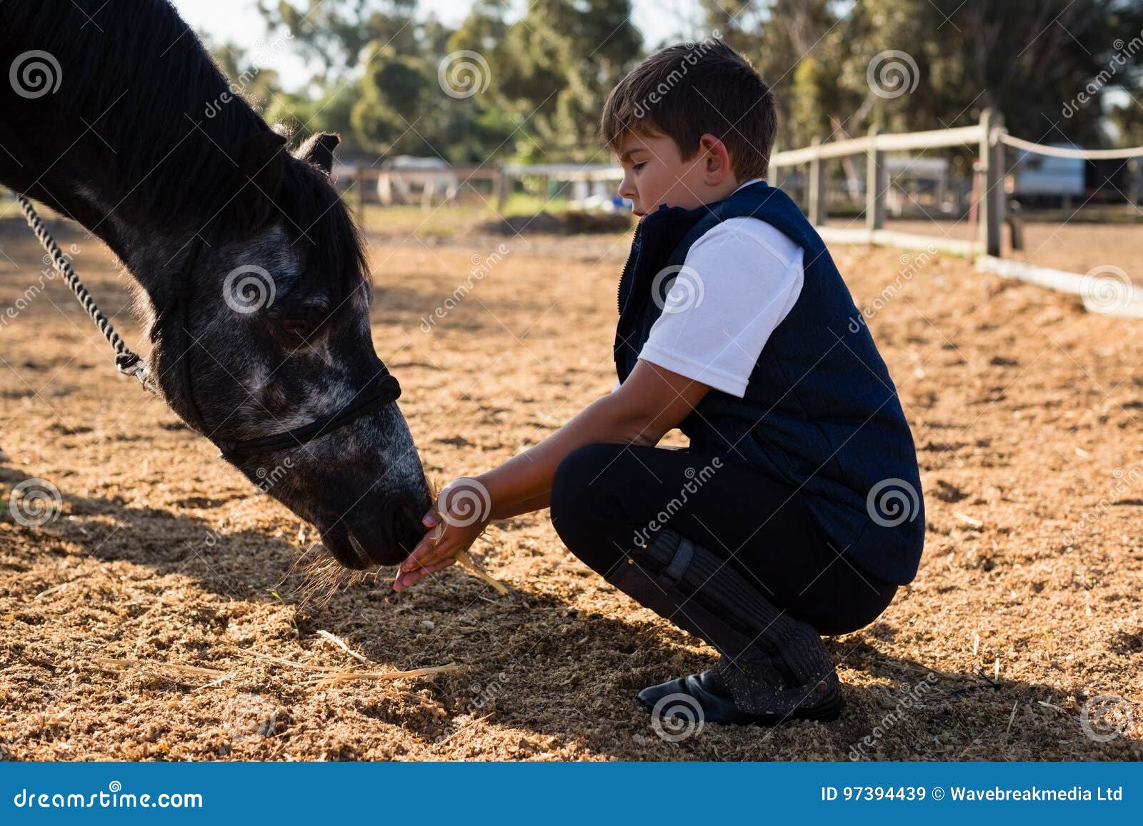 Boy Feeding the Horse in the Ranch Stock Image Image of innocence, holiday 97394439