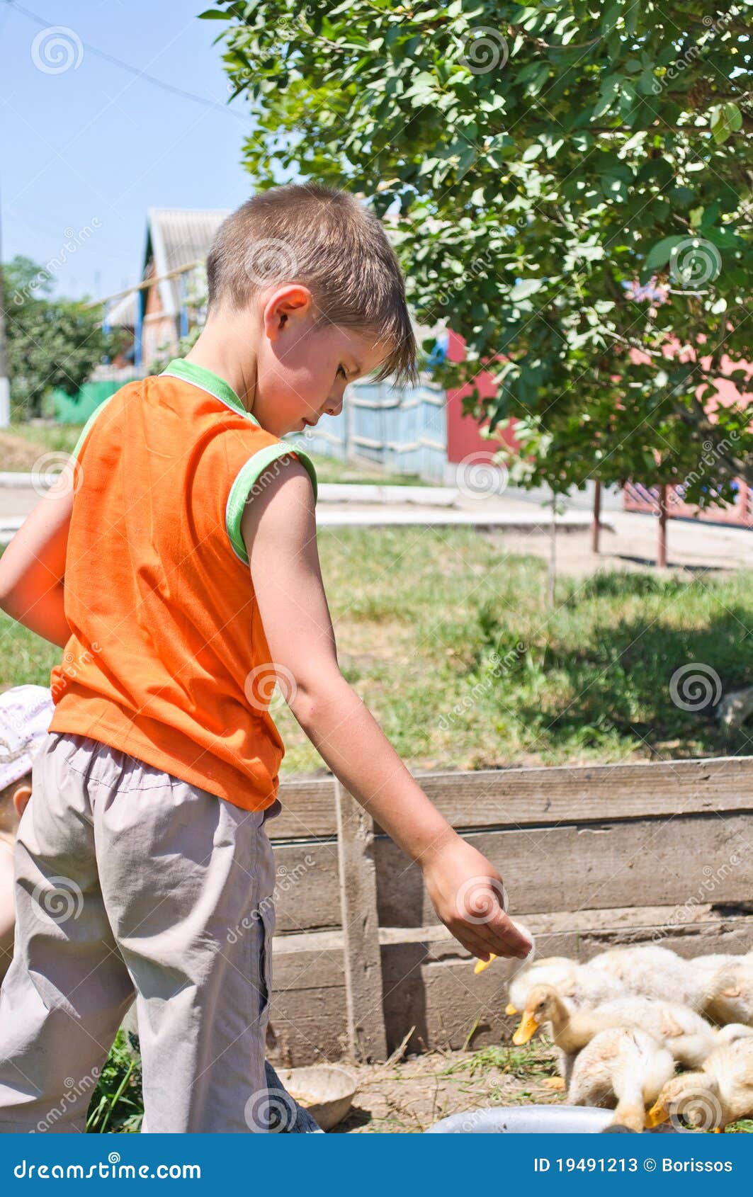 Boy Feeds Millet Funky Chicken Stock Image Image of young, baby 19491213