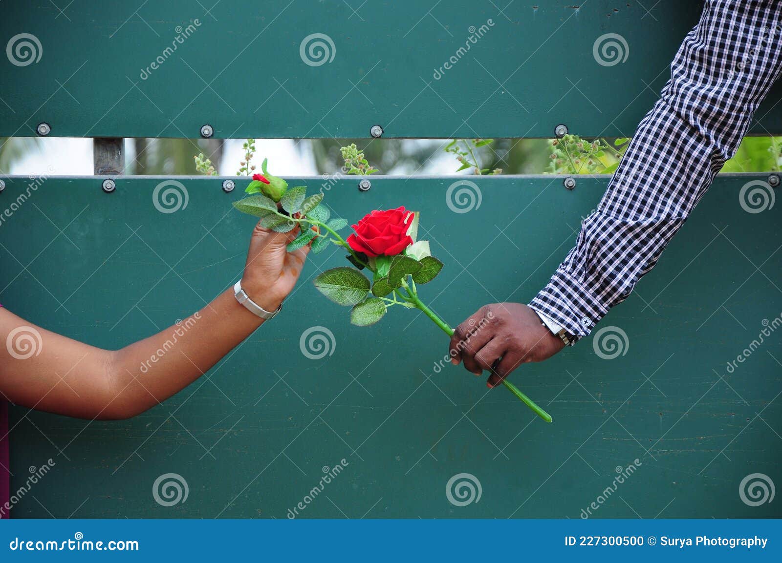 The Boy is Giving the Girl a Rose Stock Photo Image of hand, green