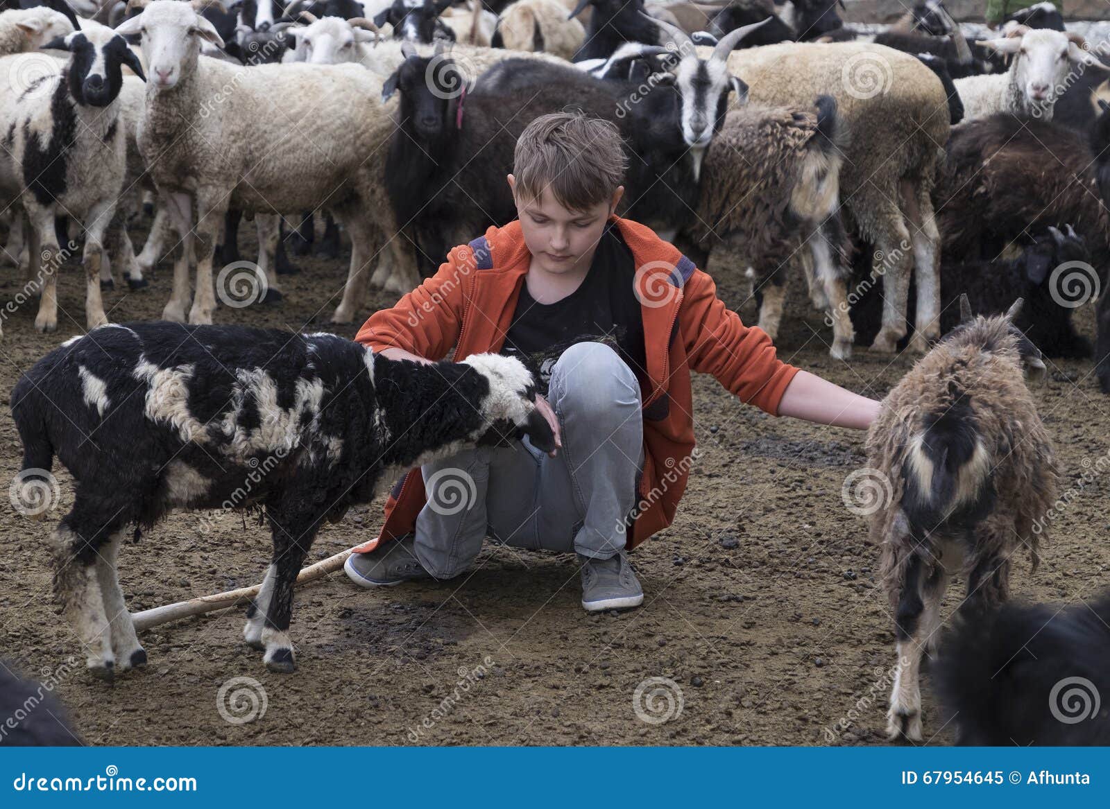 Boy and a goat stock image. Image of fleece, emotion 67954645