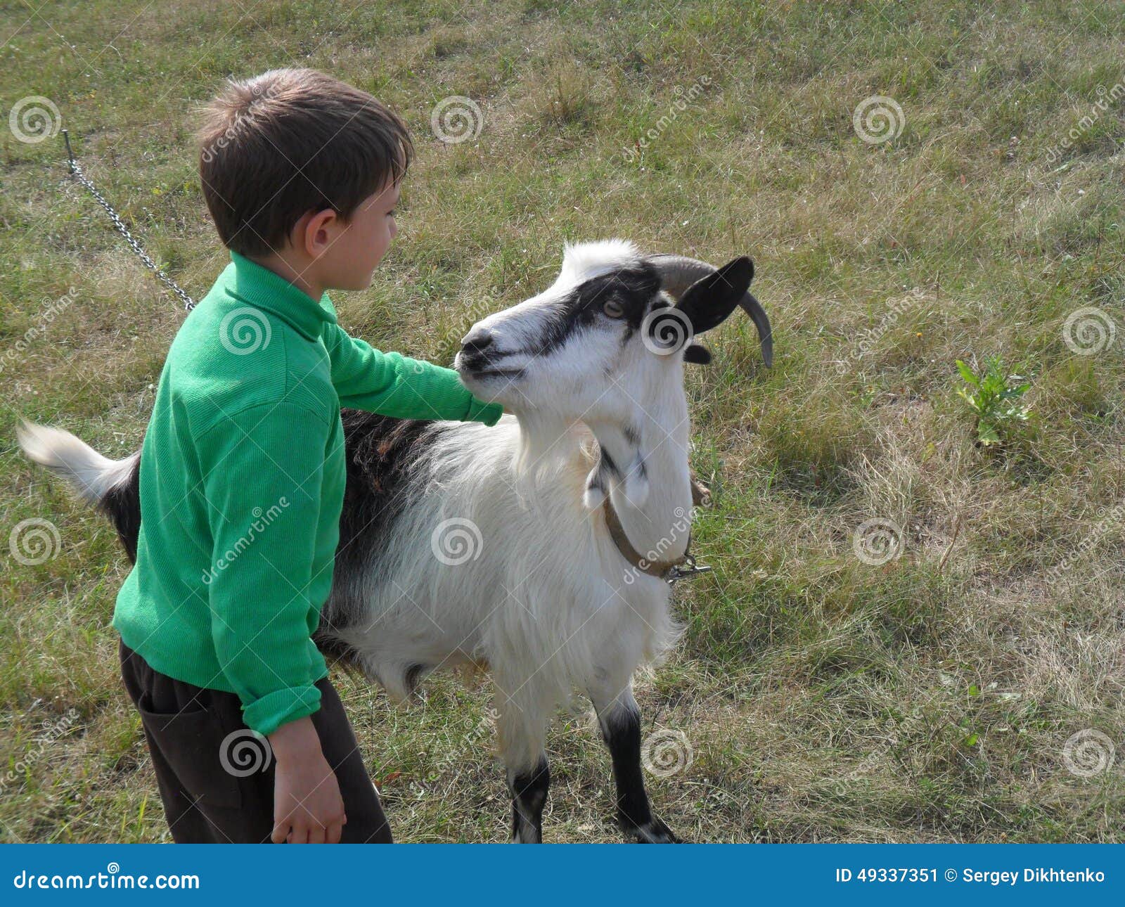 Boy and goat stock image. Image of mammals, caring, goat 49337351