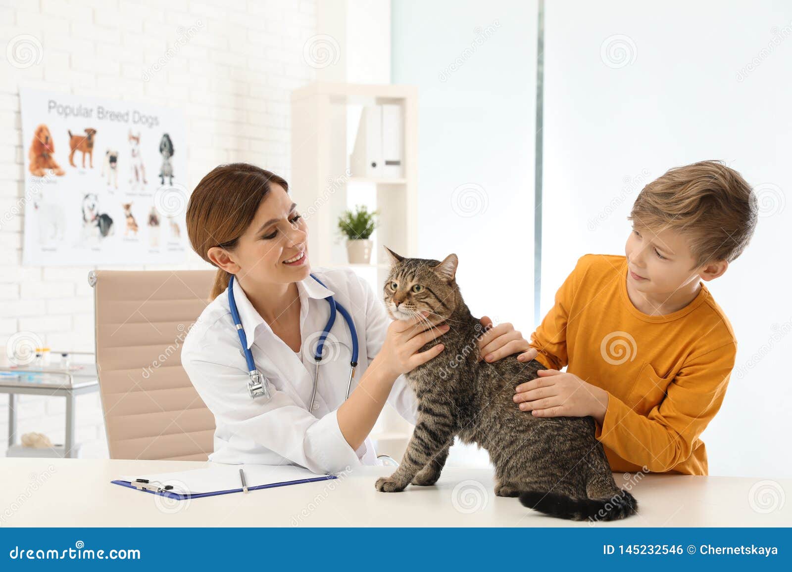 Boy with His Cat Visiting Veterinarian Stock Photo Image of help