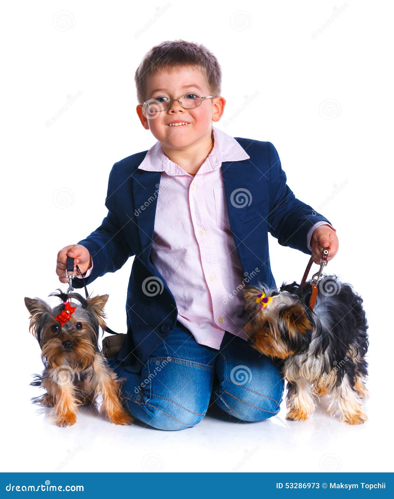 Boy with His Yorkshire Terriers Stock Image Image of bred, petting