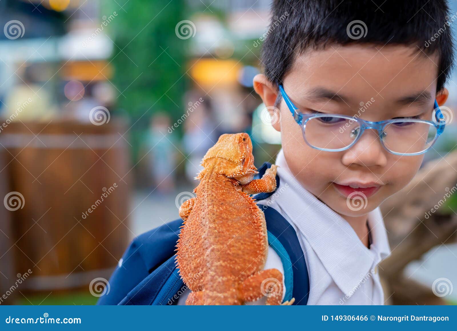 Boy Hold Bearded Dragon on Shoulder Stock Photo Image of desert