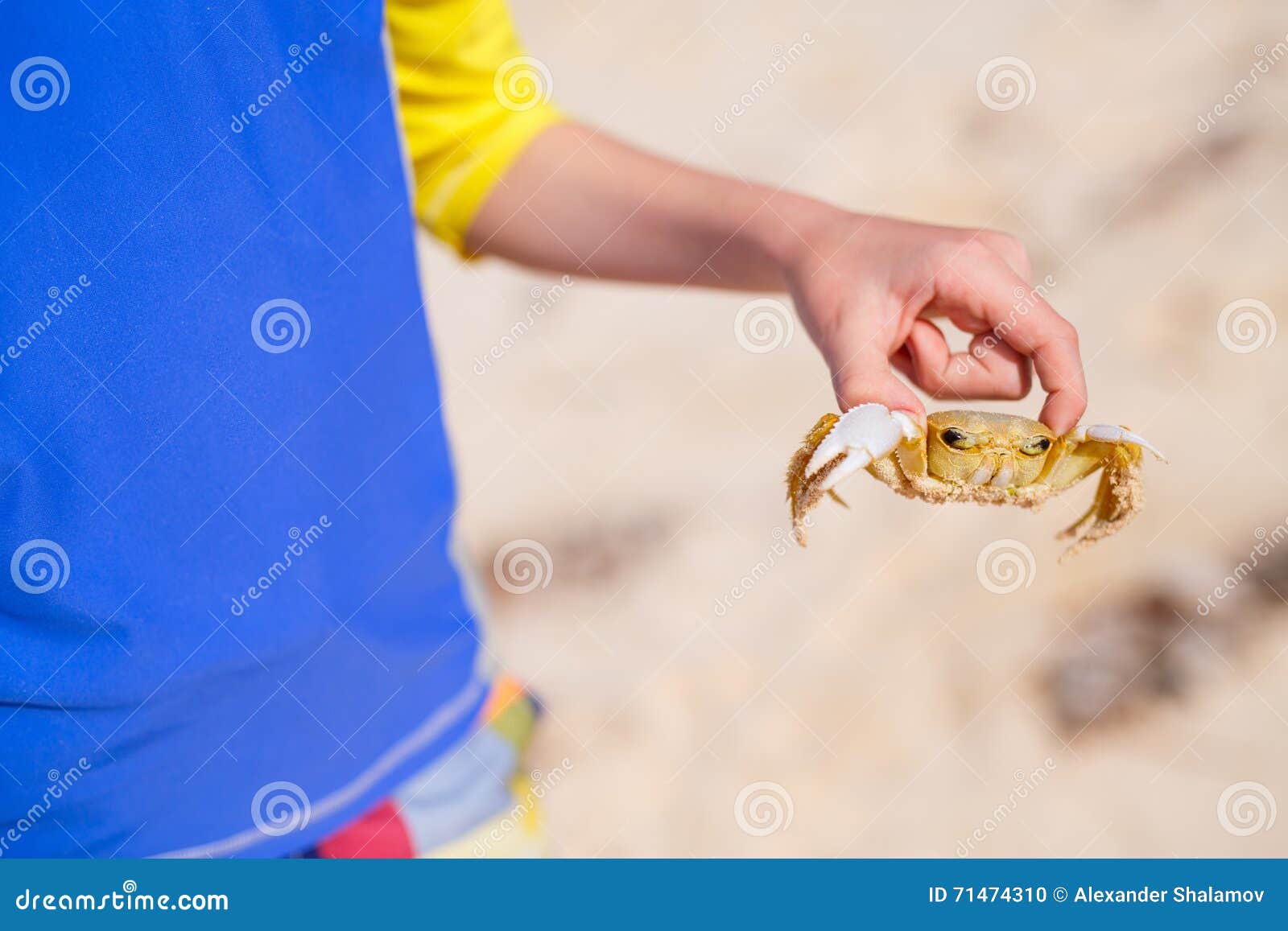 Chatka Crab Stock Photos - Free & Royalty-Free Stock Photos from Dreamstime