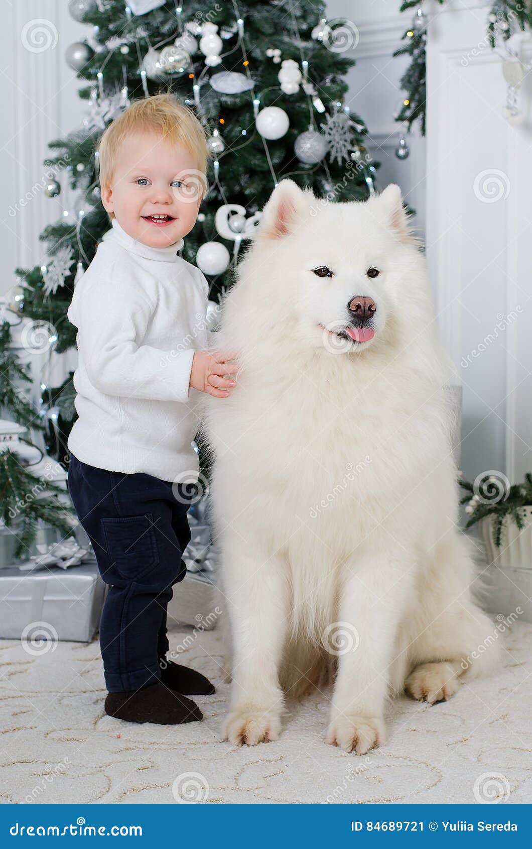 big white dog samoyed