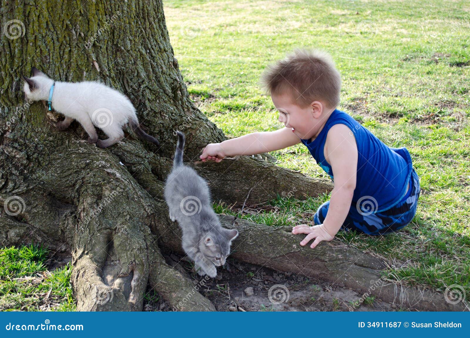 Boy and pet kittens stock image. Image of animals, feline 34911687