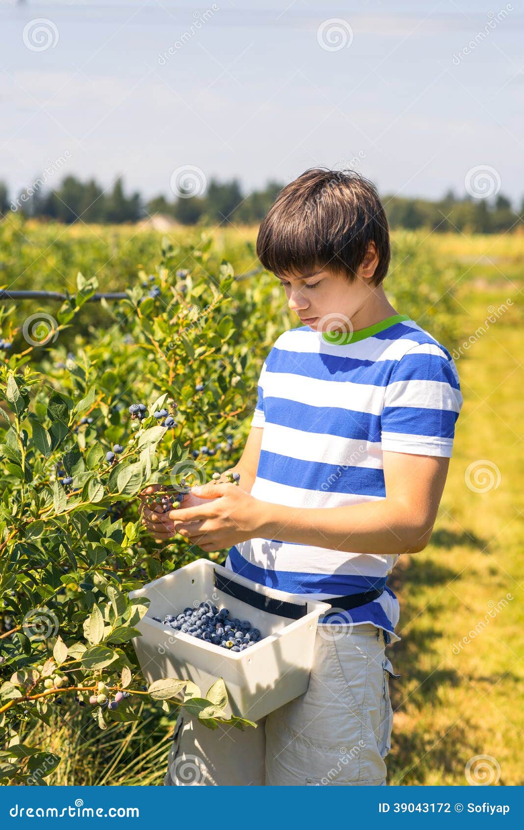Boy Picking Blueberries on a Farm. Stock Photo Image of work