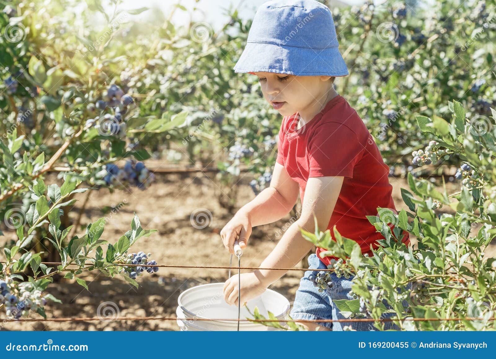 Boy Picking Fresh Blueberries on a Farm Stock Image Image of fruit