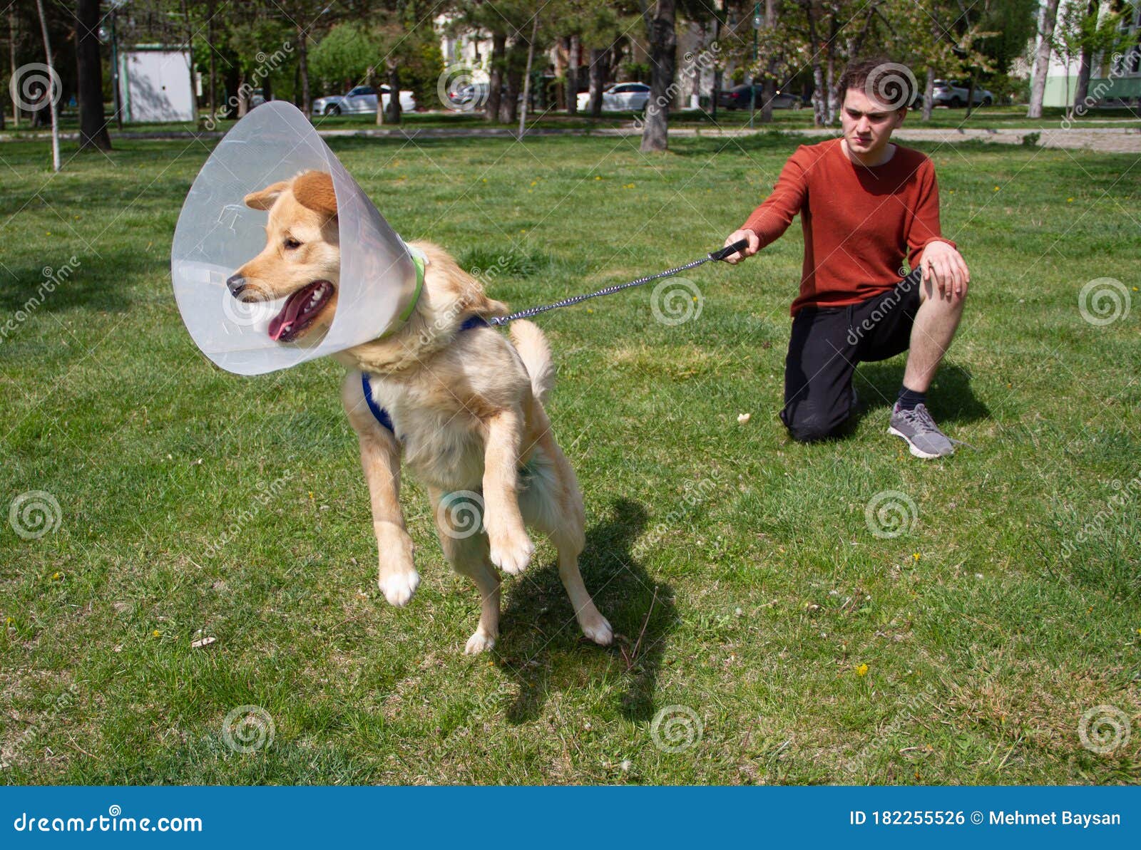 231 Golden Retriever Angry Photos Free Royalty Free Stock Photos From Dreamstime