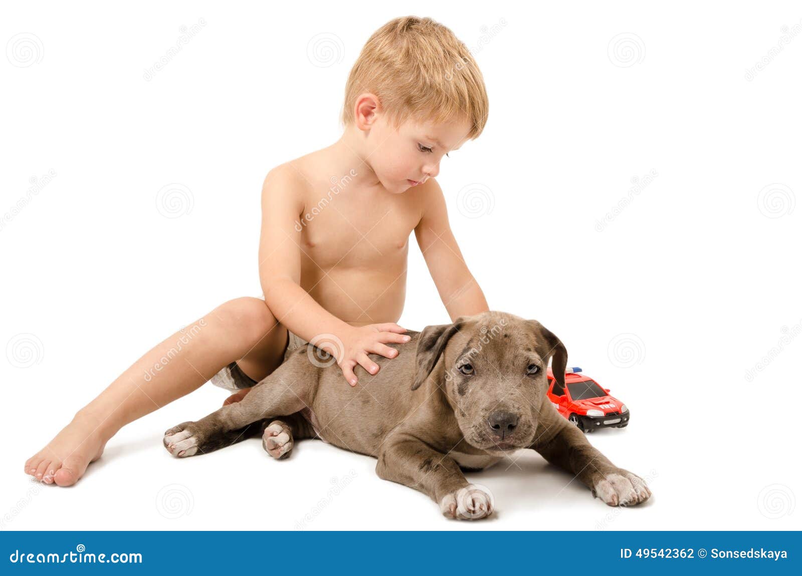 boy playing with the puppy pitbull and fire machine stock photo image of concepts childhood 49542362