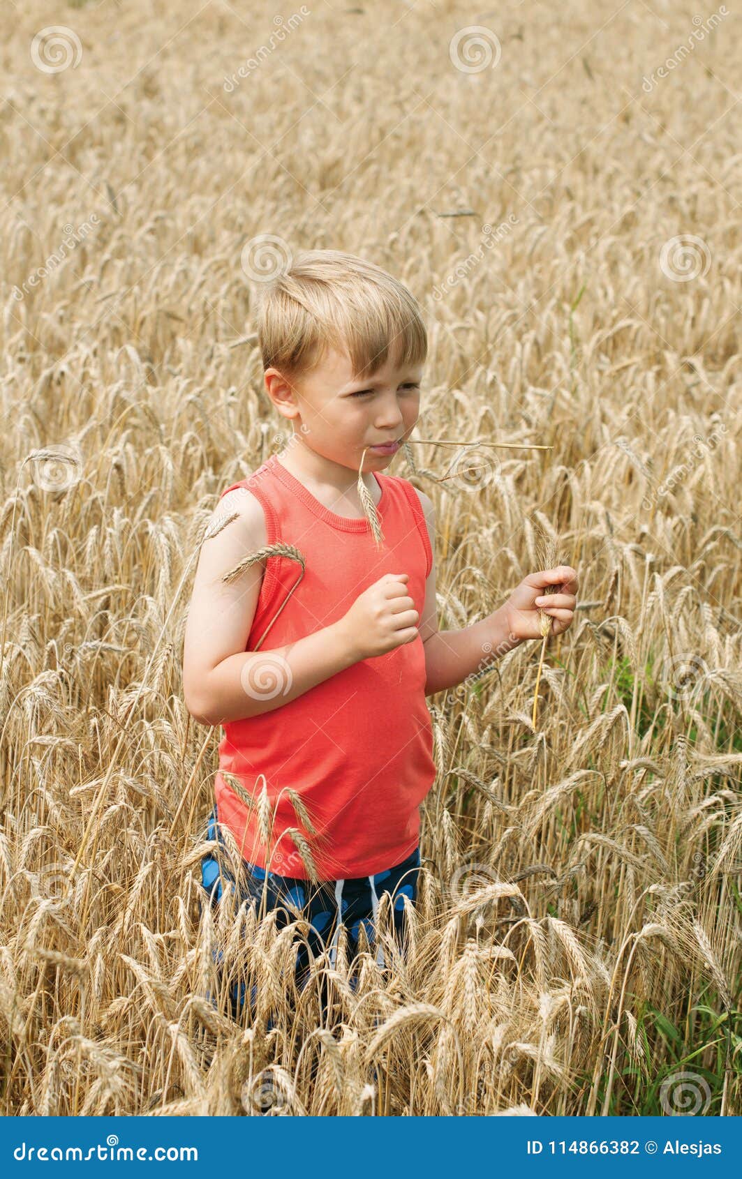 Boy in the Rural Field during a Harvest Stock Photo - Image of heat ...