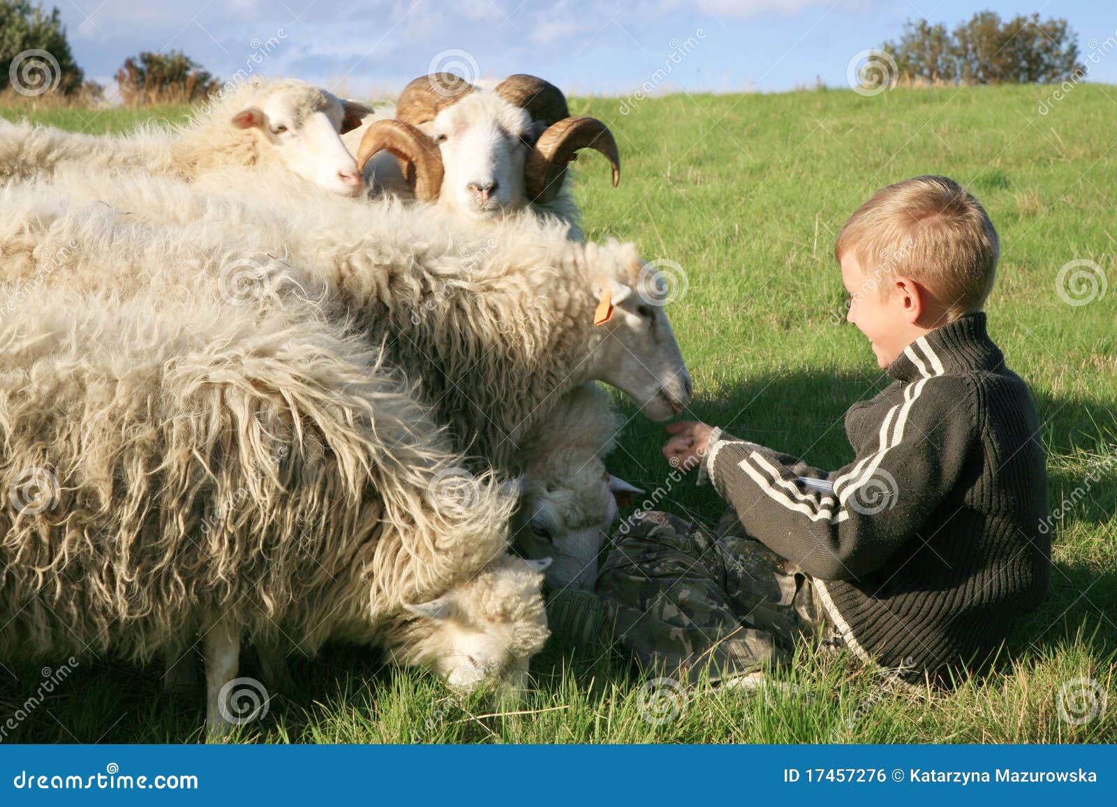 boy and sheeps