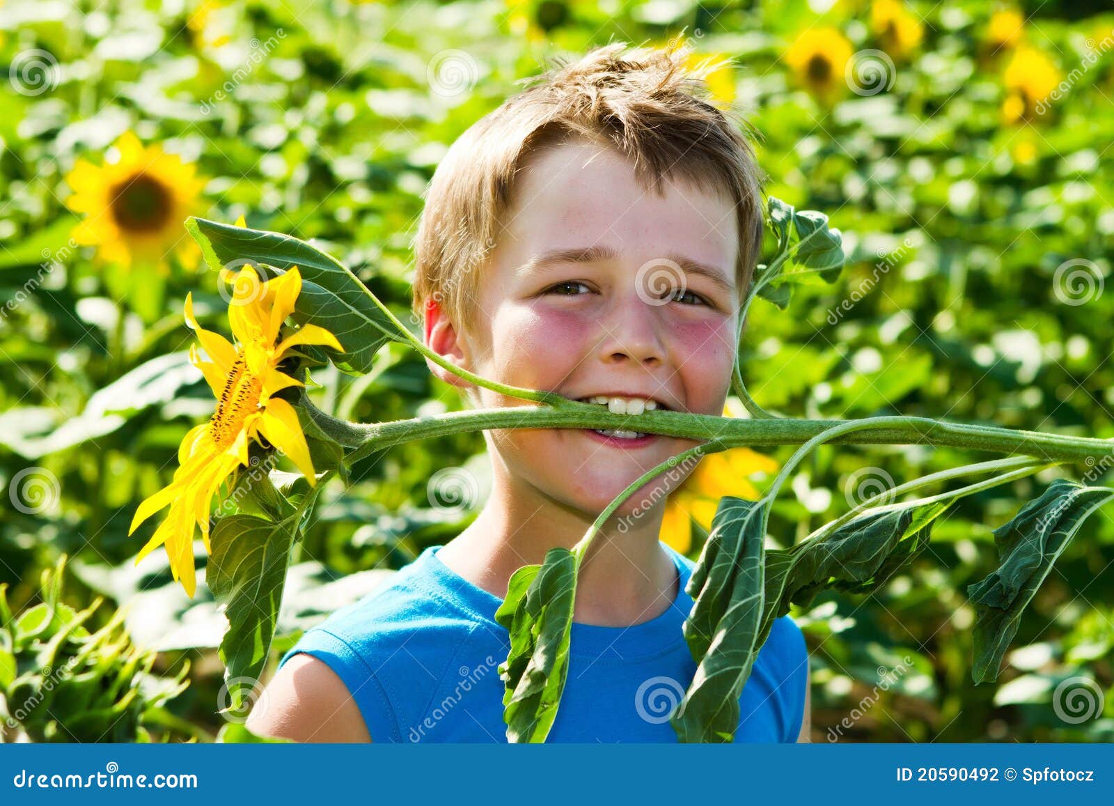 A boy with sunflower stock photo. Image of flower, field 20590492
