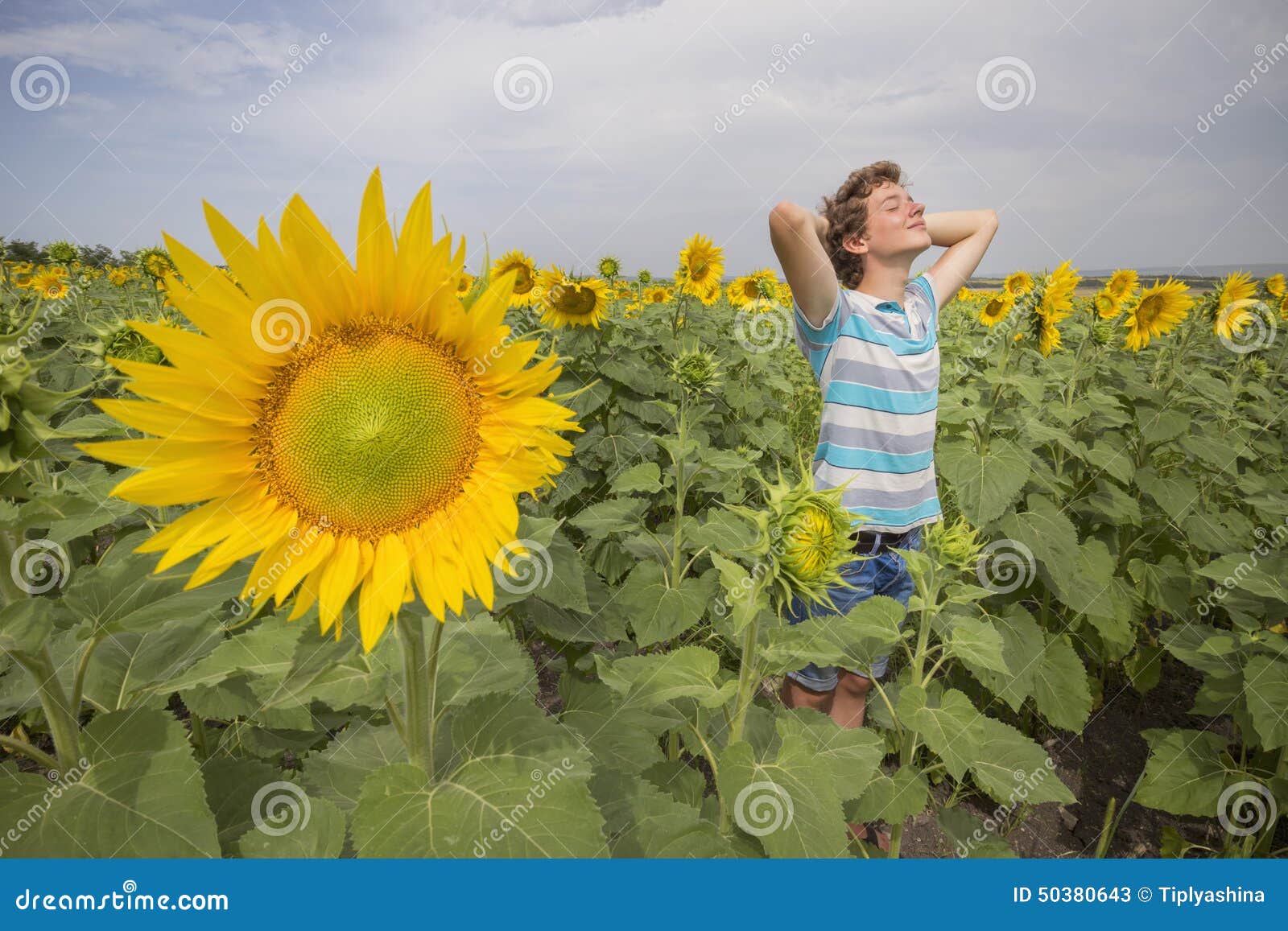 Boy in sunflowers stock image. Image of field, caucasian 50380643