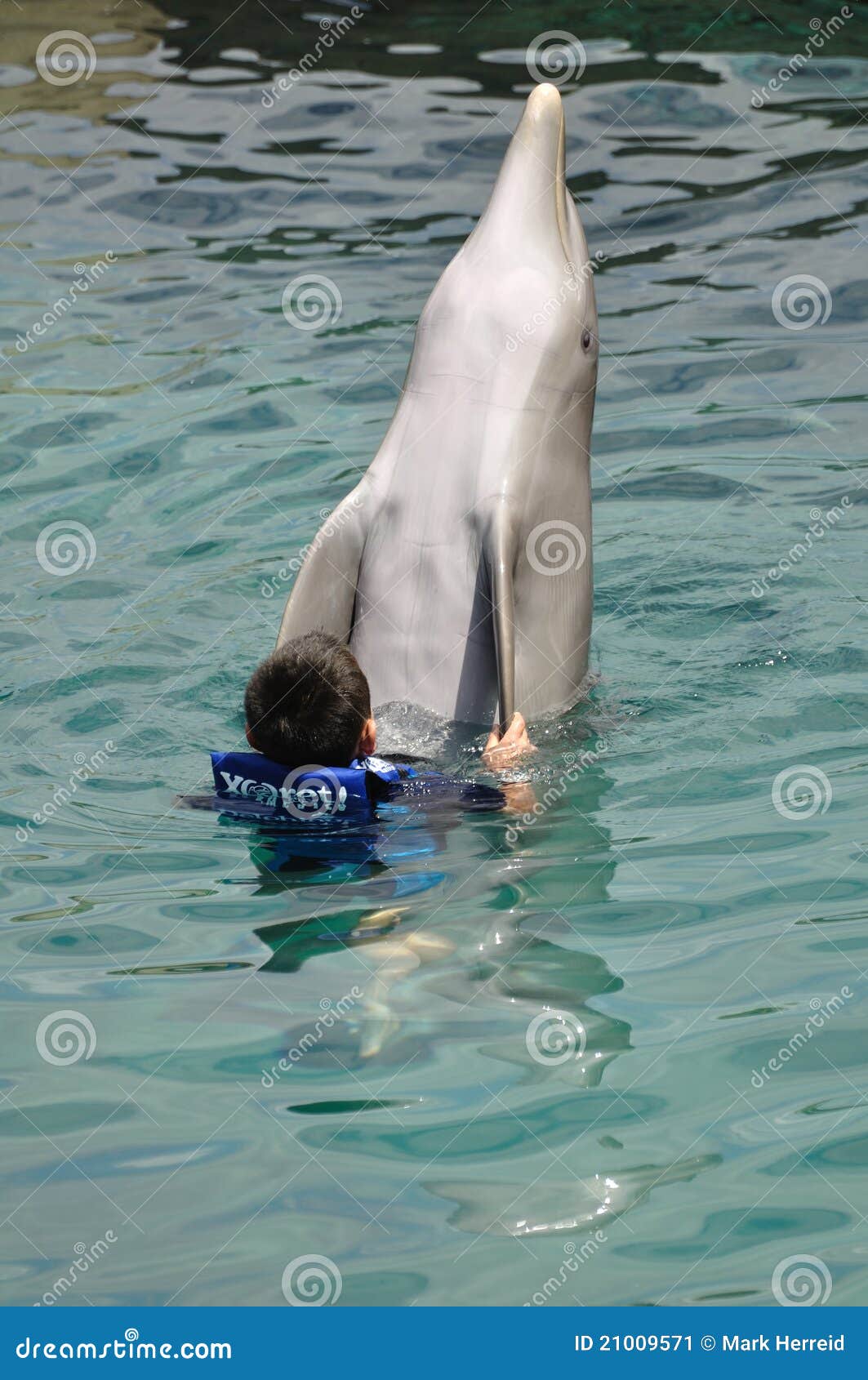 Boy Swimming with Bottlenose Dolphin Editorial Photo Image of yucatan