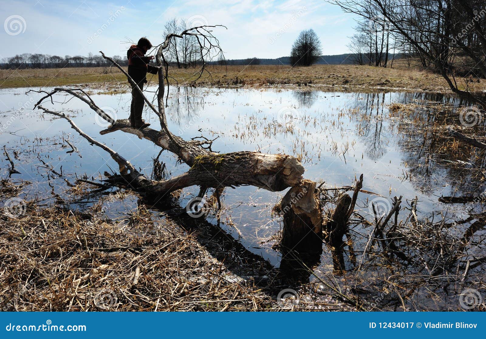 Boy on a Tree, Fallen Beavers Stock Image Image of spring, early