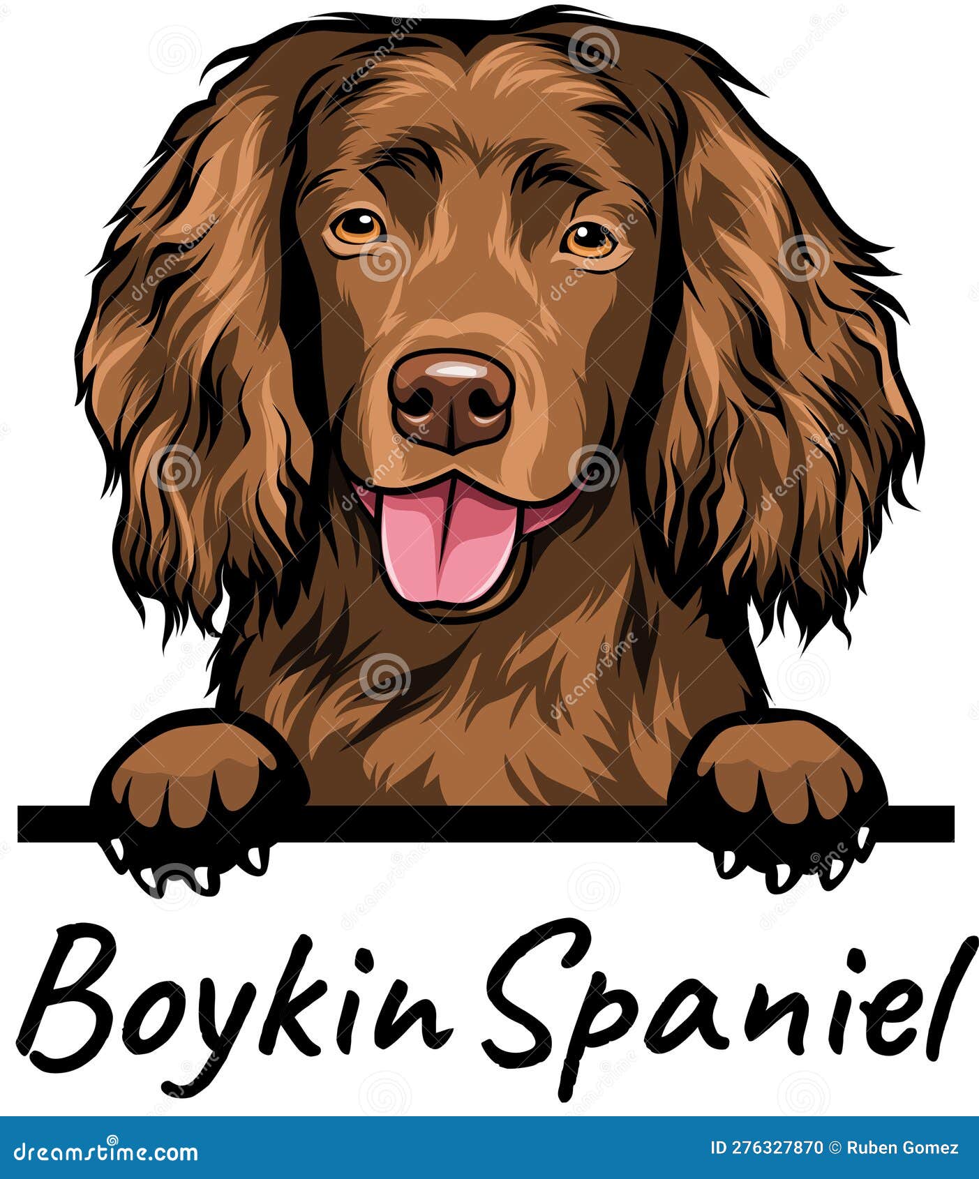 Boykin Spaniel Peeking Dog Isolated on a White Background Stock Photo