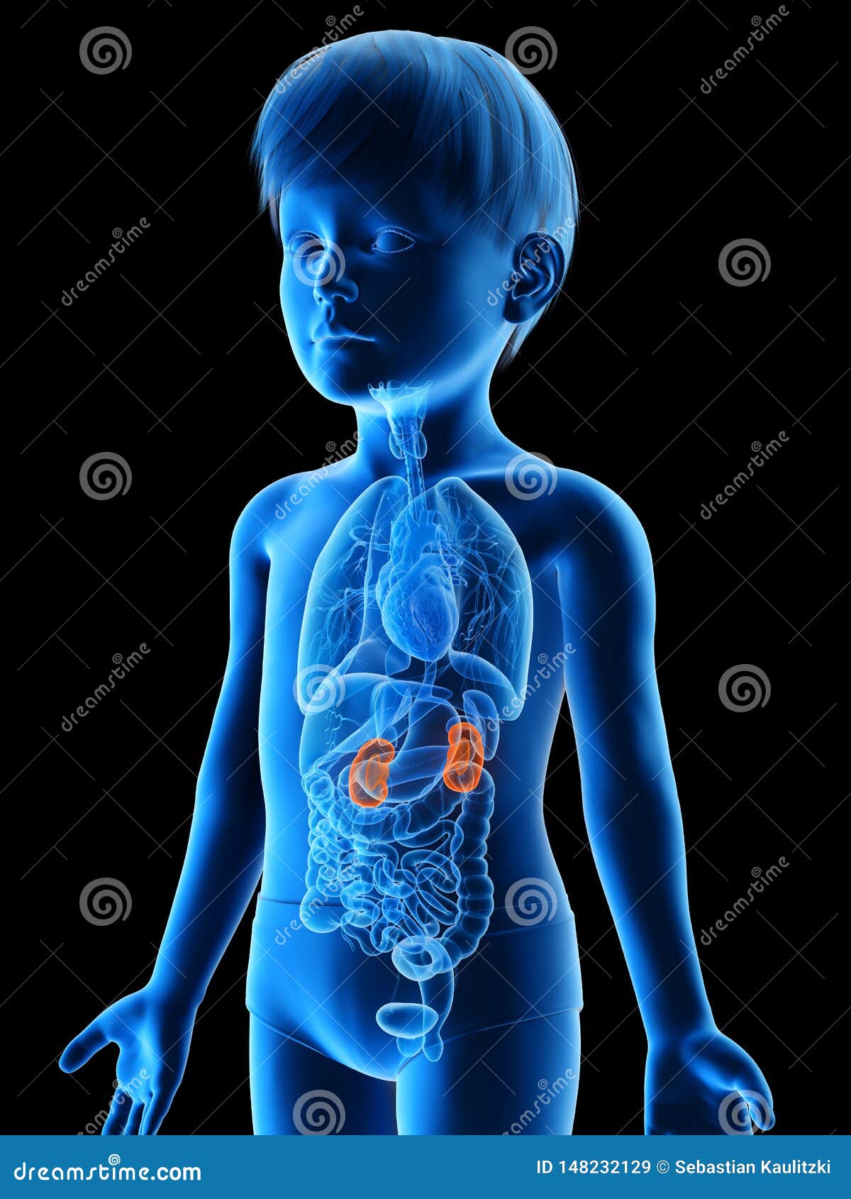 A boys kidneys stock illustration. Illustration of human - 148232129