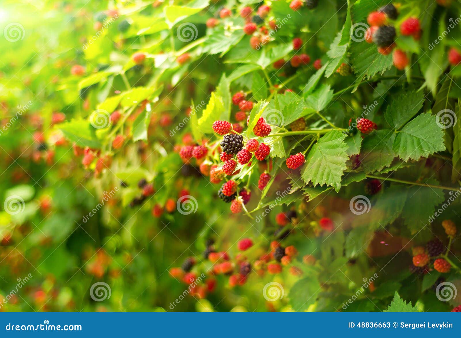 Boysenberry Bush in Summer Day Stock Image Image of food, macro 48836663