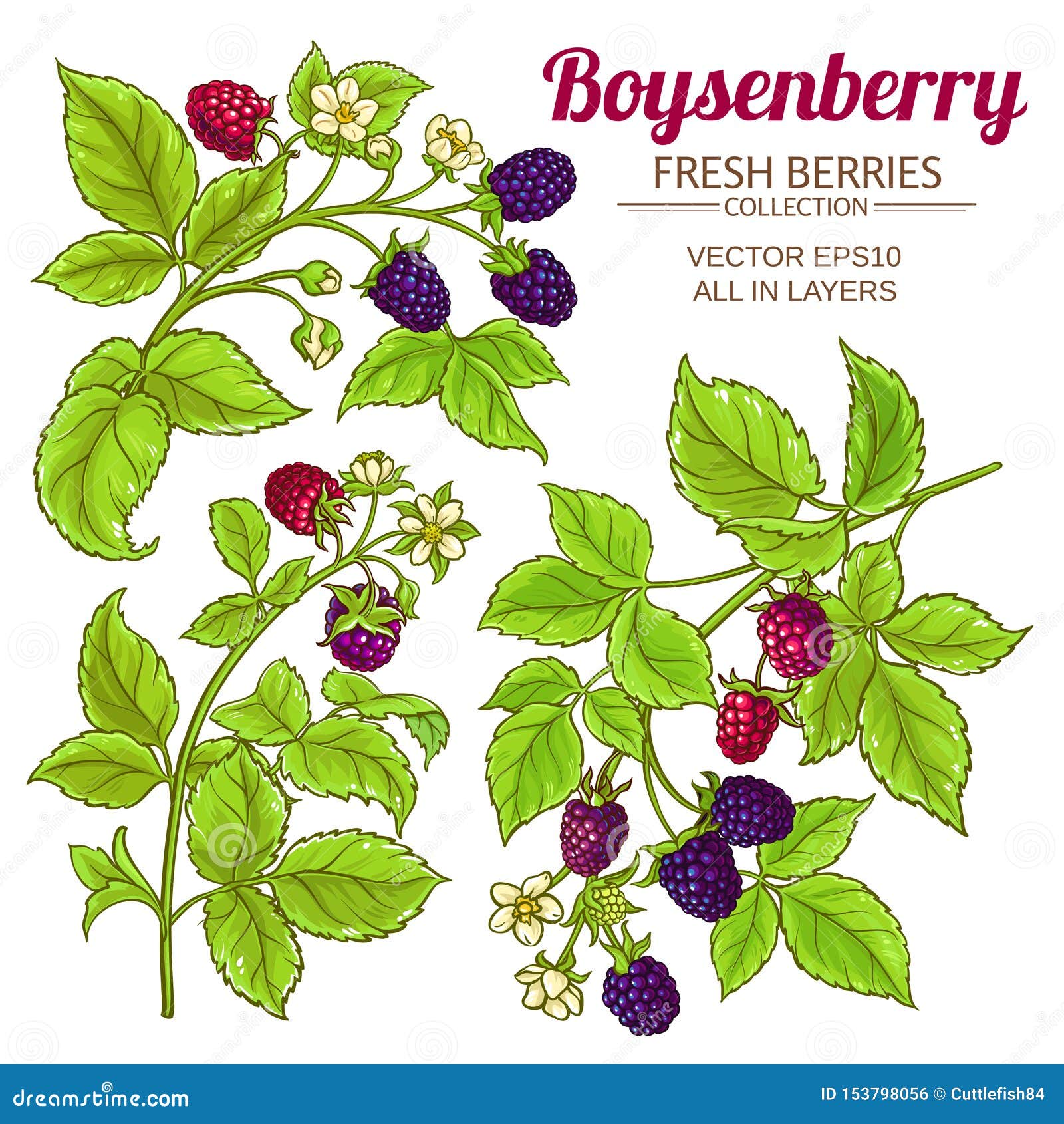 Boysenberry vector set stock vector. Illustration of organic 153798056